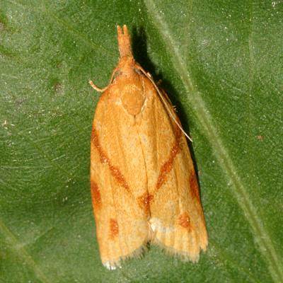3711 - One-lined Sparganothis Moth - Sparganothis unifasciana