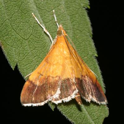  5040 -- Bicolored Pyrausta Moth -- Pyrausta bicoloralis
