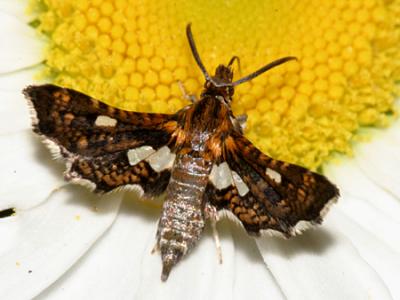 6076 -- Spotted Thyris Moth -- Thyris maculata