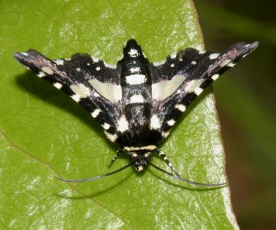 6077 -- Mournful Thyris Moth -- Thyris sepulchralis