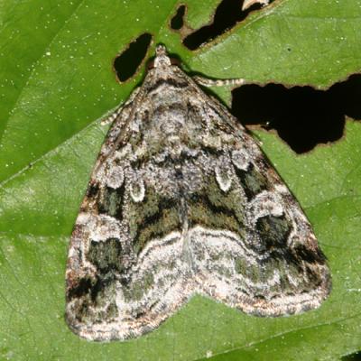 9047 - Large Mossy Lithacodia Moth - Protodeltote muscosula