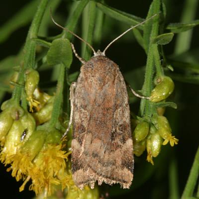 11012 -- Catocaline Dart Moth -- Cryptocala acadiensis
