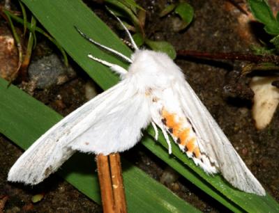 8137 -- Virginian Tiger Moth -- Spilosoma virginica