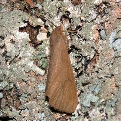 8118 - Tawny Virbia - Virbia opella