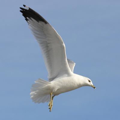 Ring-billed Gull - Larus delawarensis