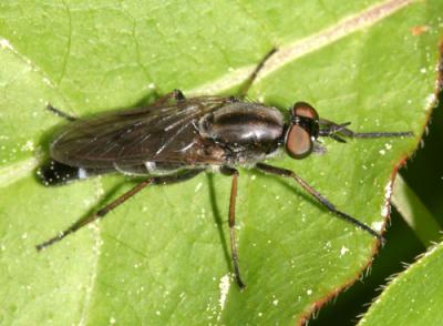 Ozodiceromyia argentata