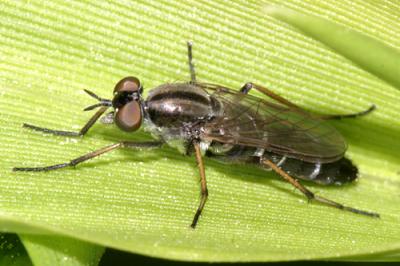 Ozodiceromyia argentata