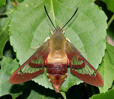 7853 -- Hummingbird Clearwing Moth -- Hemaris thysbe