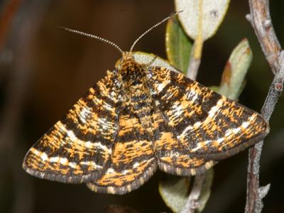 Geometroidea Moths - 6256-7662