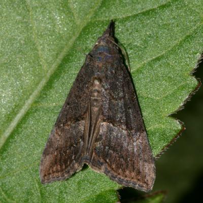 8465 -- Green Cloverworm Moth -- Plathypena scabra