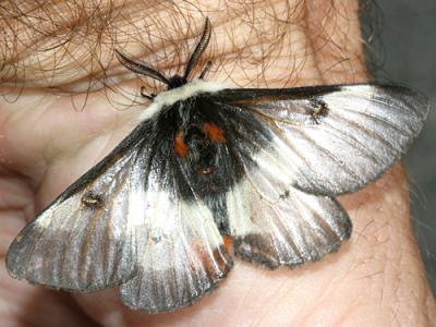 7732 - New England Buck Moth -  Hemileuca lucina