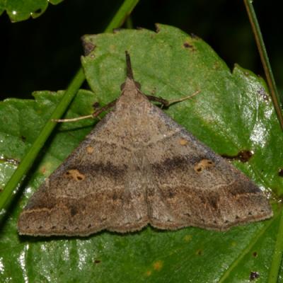 Noctuidae: Herminiinae through Hypeninae Moths  8322 - 8489
