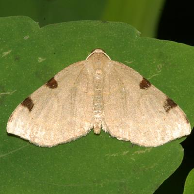 7647 -- Three-spotted Fillip Moth -- Heterophleps triguttaria