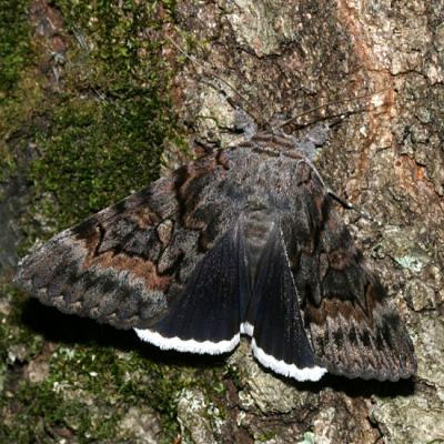 8773 -- Epione Underwing Moth -- Catocala epione