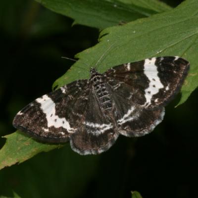  7294 -- White-banded Black Moth -- Rheumaptera subhastata