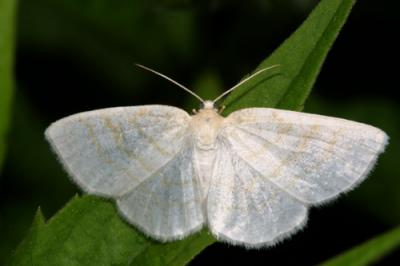 6677 -- Yellow-dusted Cream Moth -- Cabera erythemaria