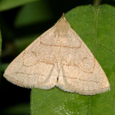 8348 -- Grayish Zanclognatha Moth -- Zanclognatha pedipilalis