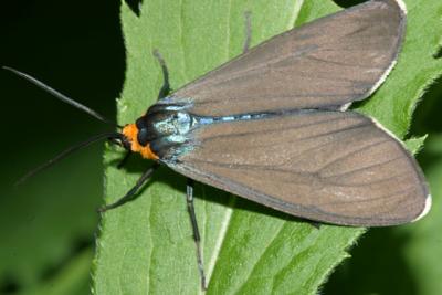 8262 -- Virginia Ctenucha Moth -- Ctenucha virginica