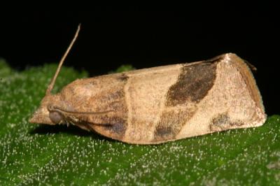 3594 - Three-lined Leafroller  - Pandemis limitata