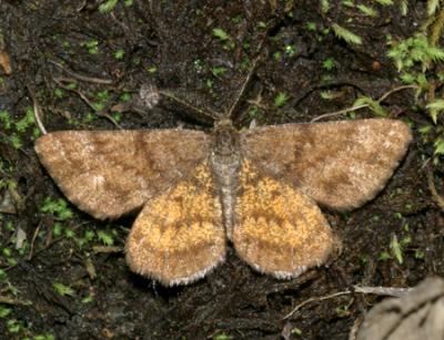 6436 -- Cranberry Spanworm Moth -- Ematurga amitaria