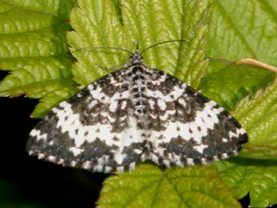 7293 -- Spear-marked Black Moth -- Rheumaptera hastata