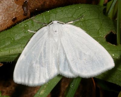  6667 -- White Spring Moth -- Lomographa vestaliata