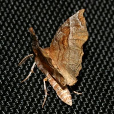 6818 -- Kent's Geometer Moth -- Selenia kentaria
