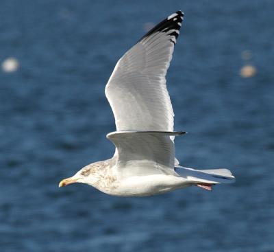Herring Gull