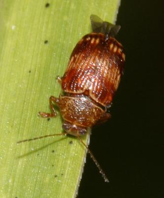 Cryptocephalus tinctus