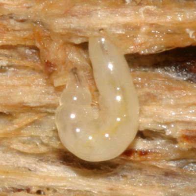Lonchaeidae (larva)