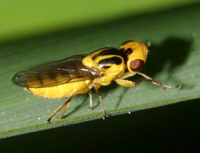Frit Flies - Chloropidae