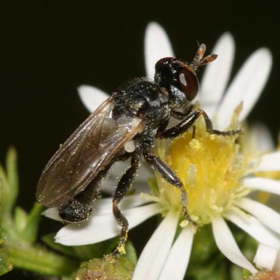 Thecophora sp.