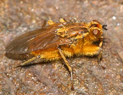Golden Dung Fly - Scathophaga stercoraria