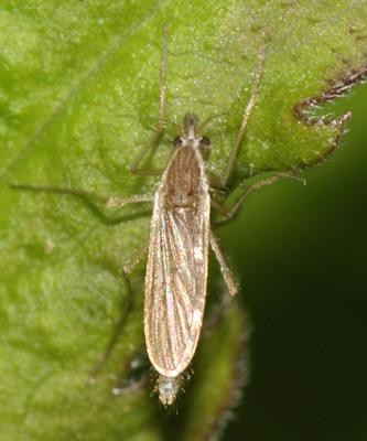 Chaoborus flavicans (female)