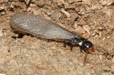 Termites - Isoptera