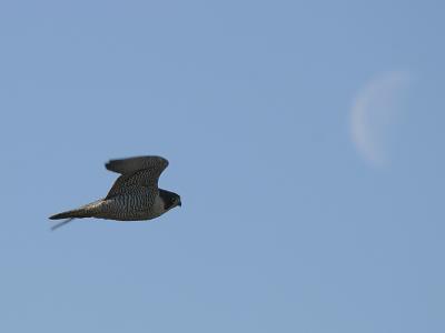 Peregrine Falcon - Falco peregrinus (flying to the moon)