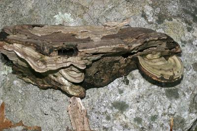 Ganoderma applanatum (Artist's Conk)
