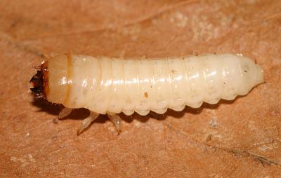  Forked Fungus Beetle larva - Bolitotherus cornutus