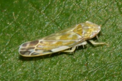 Erasmoneura vulnerata