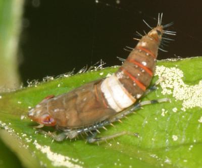 Scaphoideus luteolus - nymph