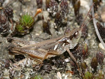 Orphulella speciosa