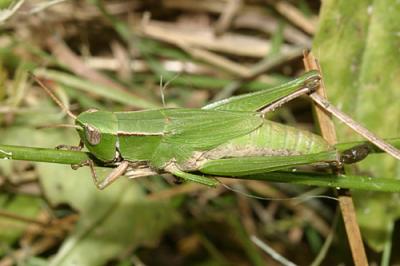 Short-winged Green Grasshopper - Dichromorpha viridis