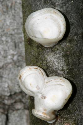  Little Nest Polypore - Trametes conchifer 