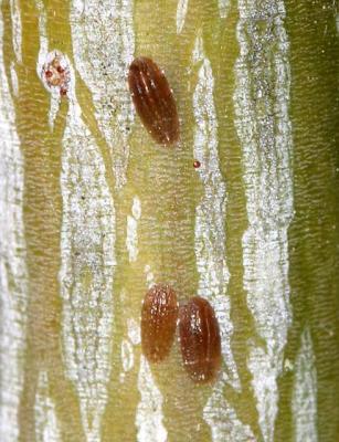 Scales on striped maple