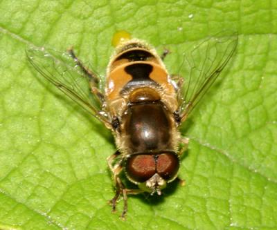 Eristalis arbustorum