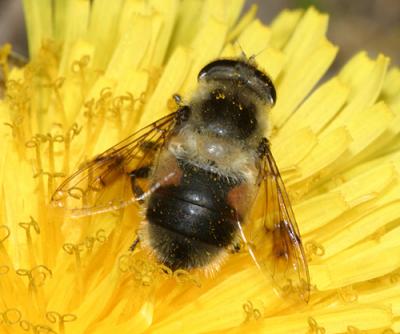  Eristalis anthophorina