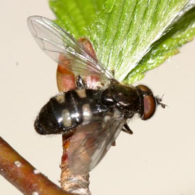 Pipiza sp. (female)