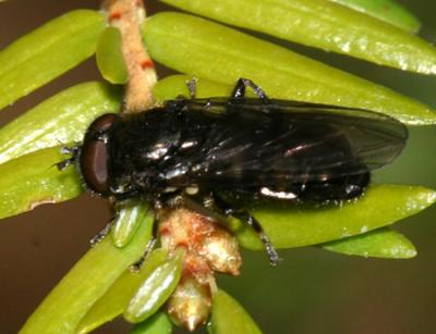 Pipiza sp. (female)