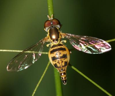 Syrphid Flies - tribe Toxomerini