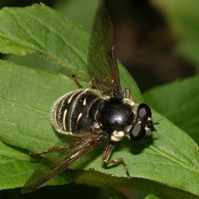  Sericomyia militaris